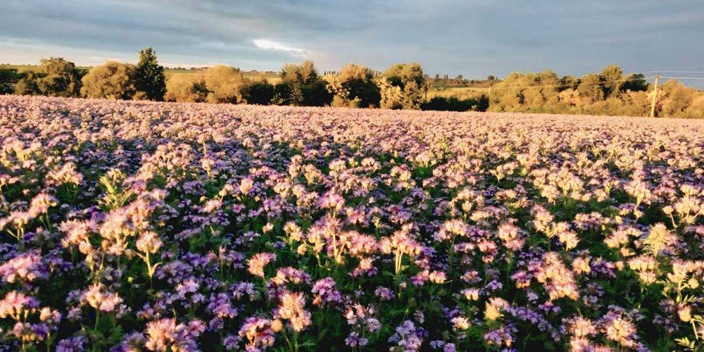 Продам насіння фацелії.