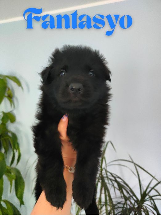 Owczarek Niemiecki Staroniemiecki samiec Fantasyo