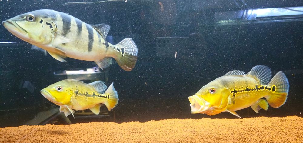 Ciclhas 4 exemplares