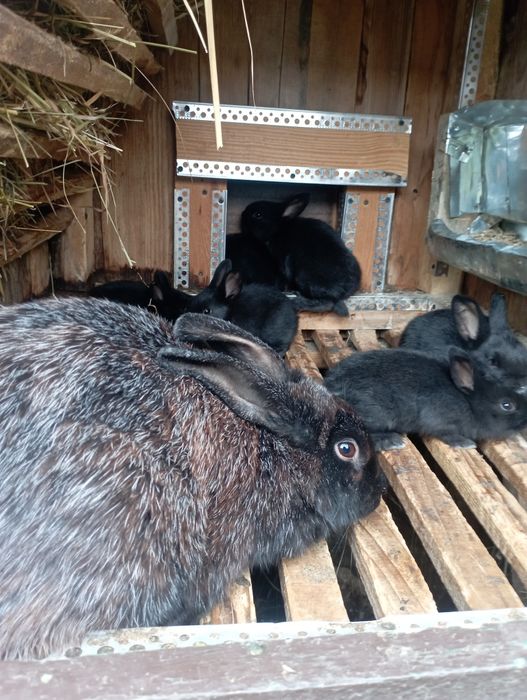 Кролики Полтавське Срібло!