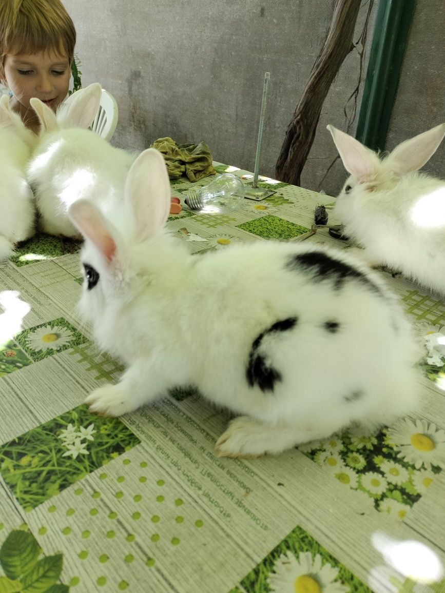Декоративные торчиухии кролики