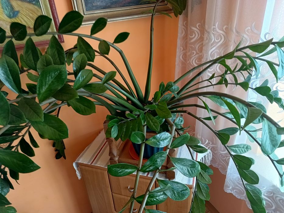 Kwiat donniczkowy.Zamiokulkas.