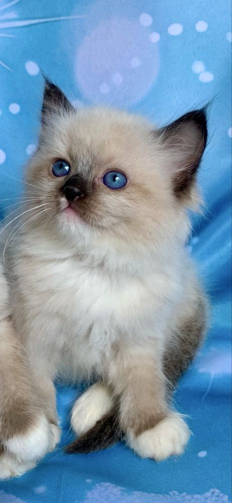 Ragdoll Kotka Seal Mitted