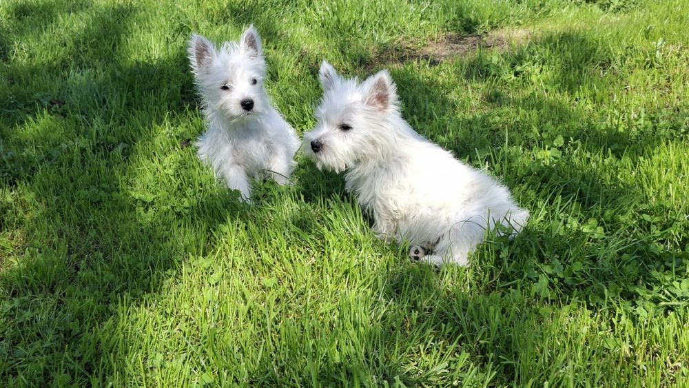 West highland white terrier