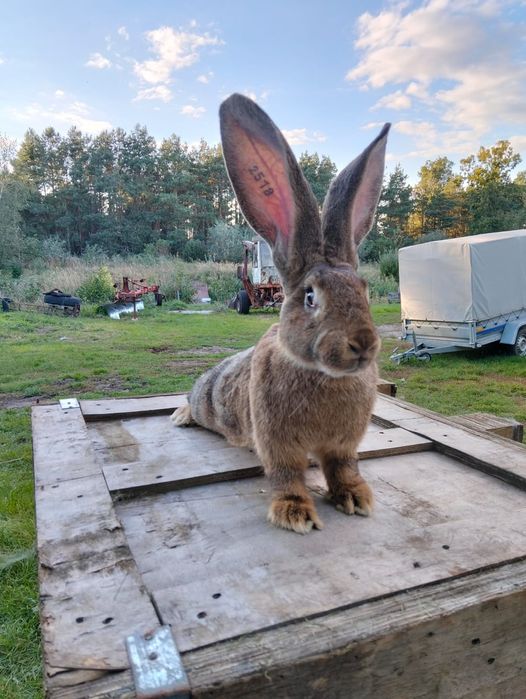 Sprzedam młoda samice Belgijski Olbrzym Szary