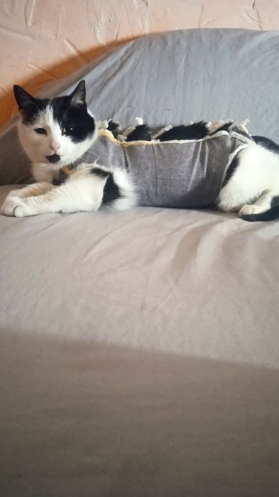 Стерилізована, лагідна киця