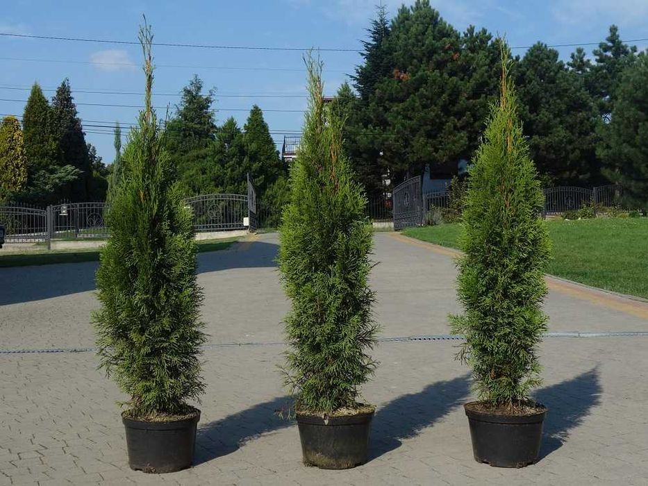 Tuja Szmaragd 50,60,70,80,90,100 cm! Sadzimy! Transport Thuja Smaragd!