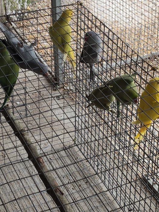 Ring Necks Cedência