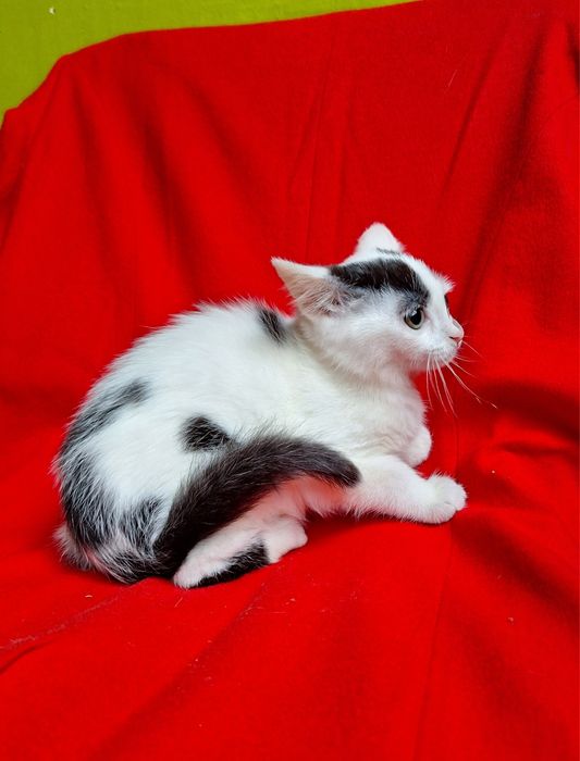 Маленькая плюшевая котёнок девочка ищет дом! Котята в хорошие руки!