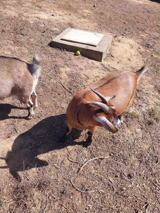 cabras anãs felizes