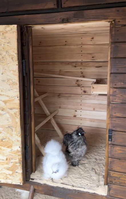 Китайські шовкові кури (пухові, декоративні) ,Silkie