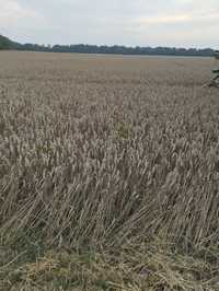 Зерно пшениця посівна "Артіст"2 репродукція