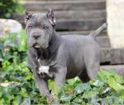 Є вільні цуценята Cane Corso