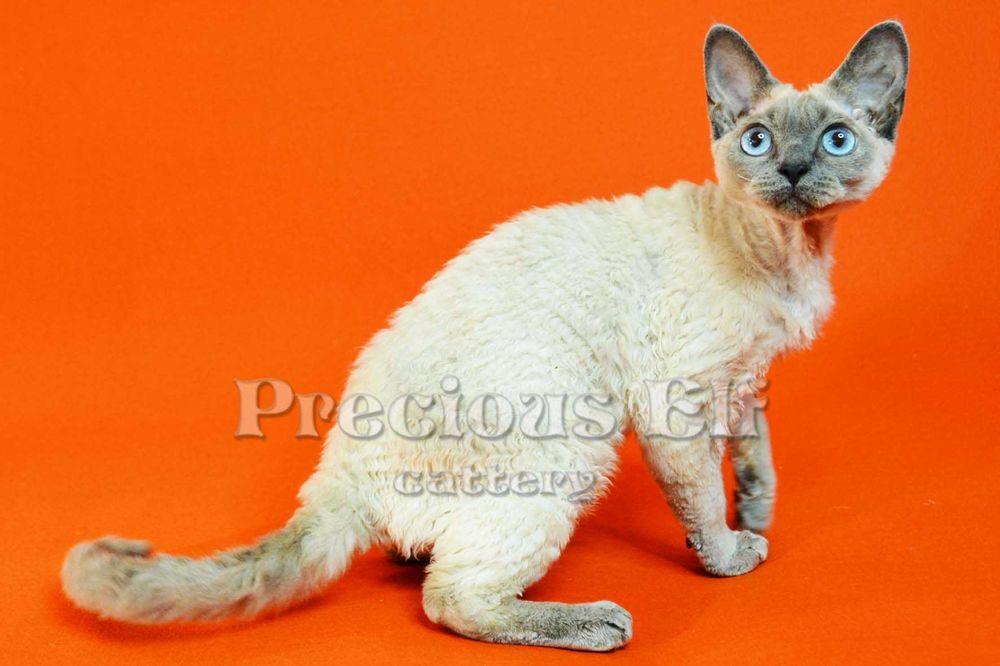 Девочка-голубоглазка Девон Рекс  10 месяцев