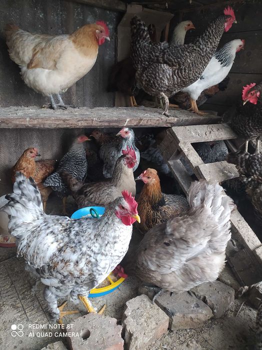 Домашнi курочки та п iвники