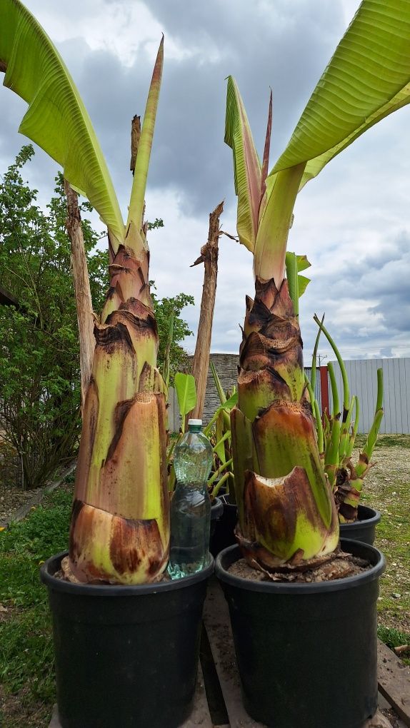 Bananowiec bordowy Ensete Ventricosum Maurelli
