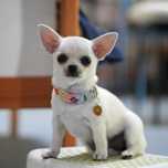 Chihuahua SUCZKA po Ch.PL, rodowód FCI, okolice W-wy