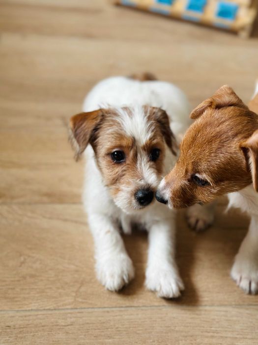 suczka Jack Russell terrier ZKWP/FCI szorstkowłosa