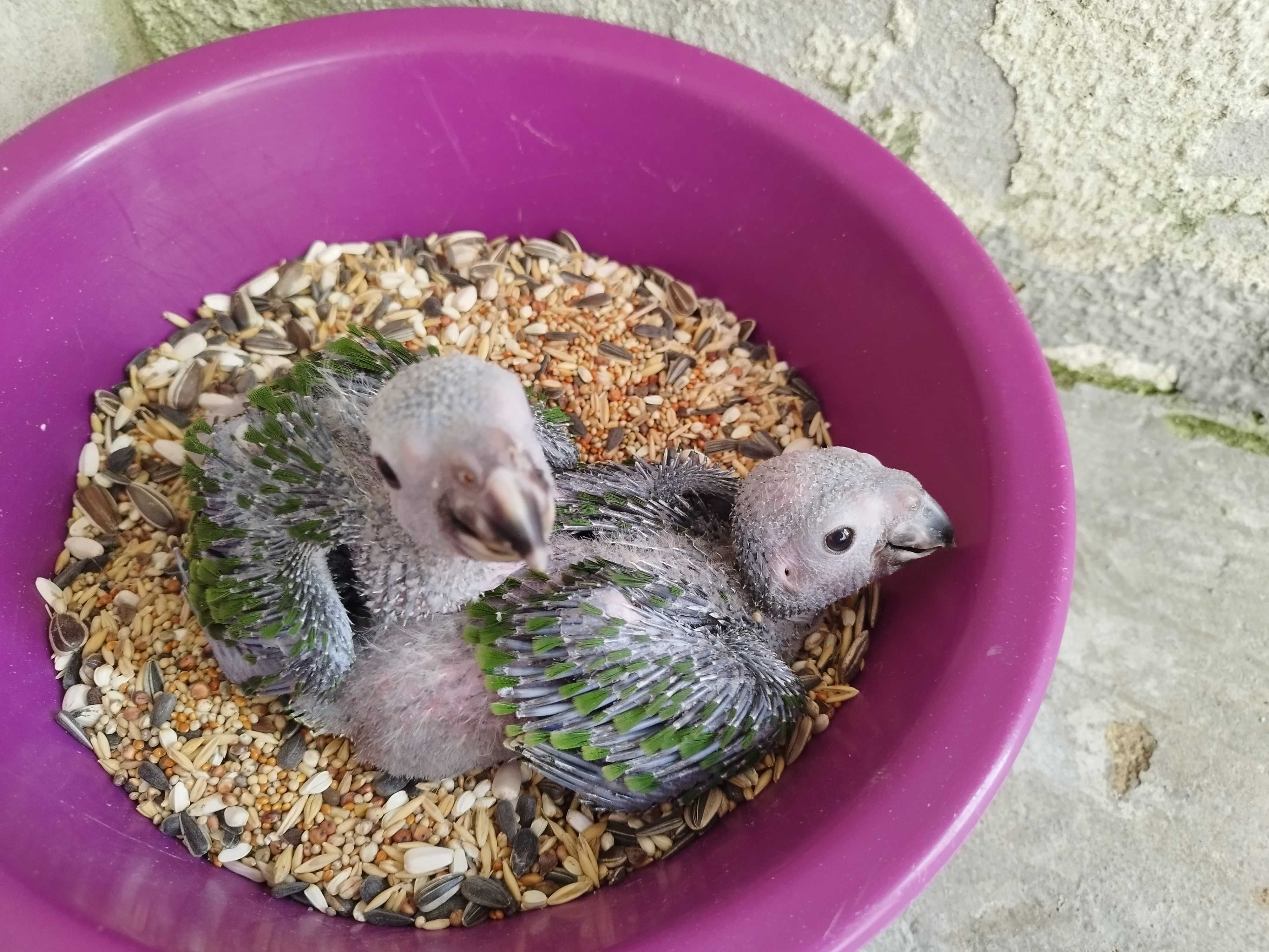 Crias de papagaio amazona