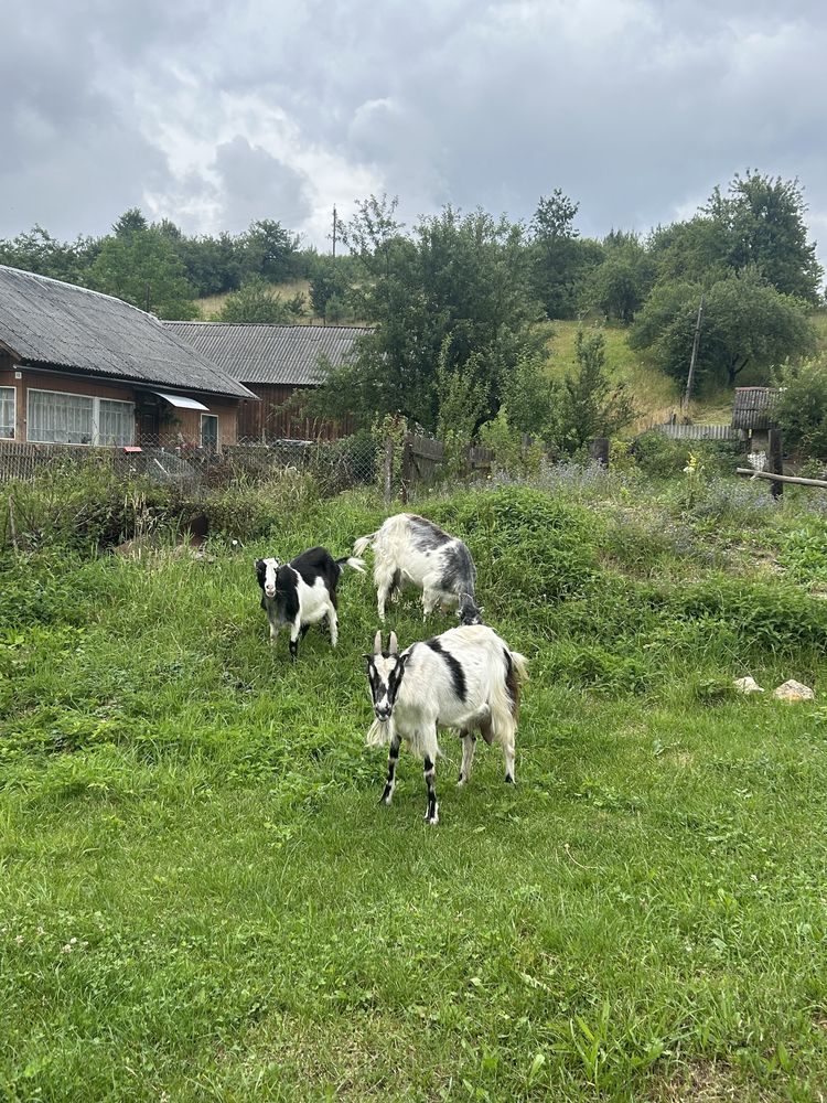 Продаж чьотирьох Козів