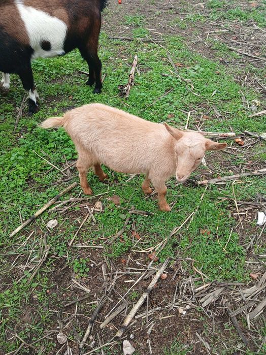 Cabras saudáveis e bonitas
