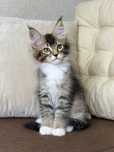 Aria-kotka Maine Coon