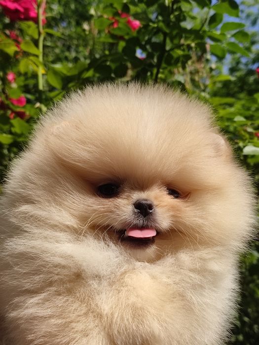 Шпиц девочка Днепр