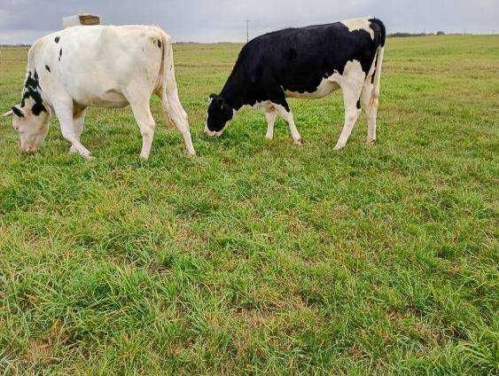 Sprzedam jałówki wysokocielne 6 sztuk