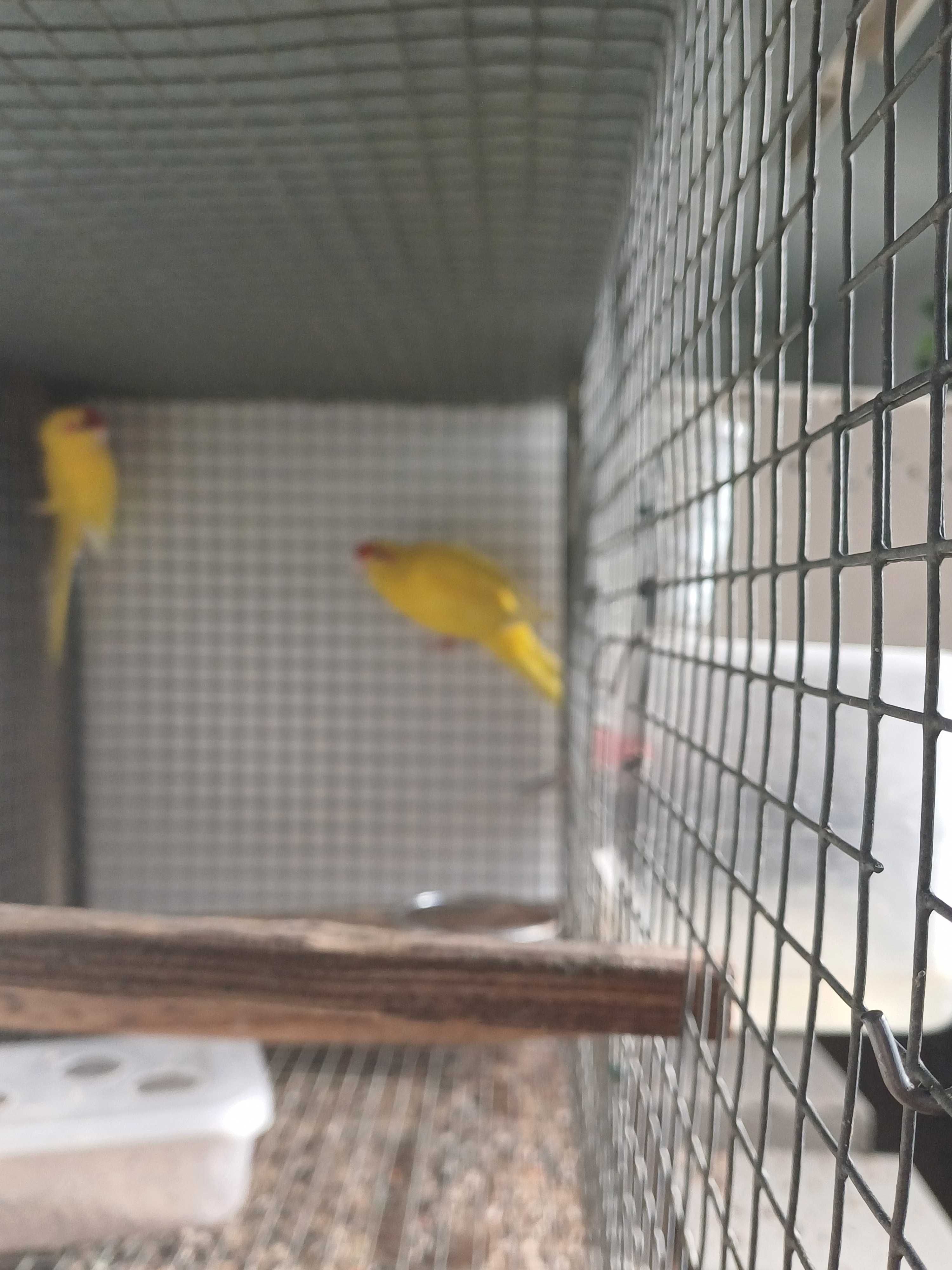 Kakarikis machos 23/24