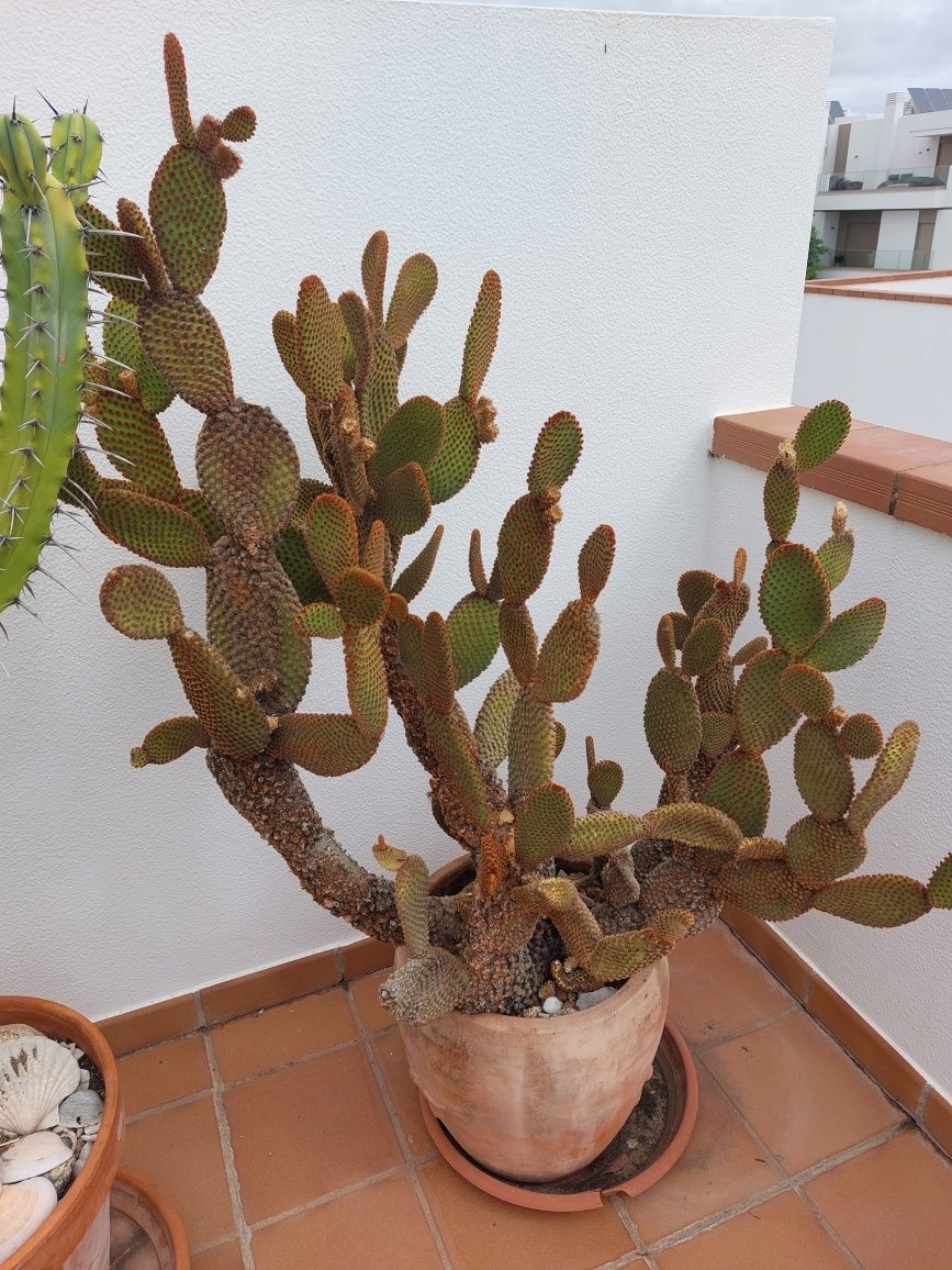 Cacto "Orelha de Mickey" Vermelho (Opuntia microdasys)