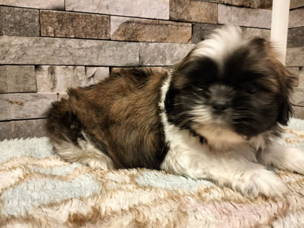 Piękny piesek shih tzu