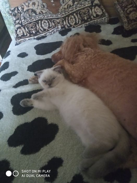 Передержка собачек и кошек