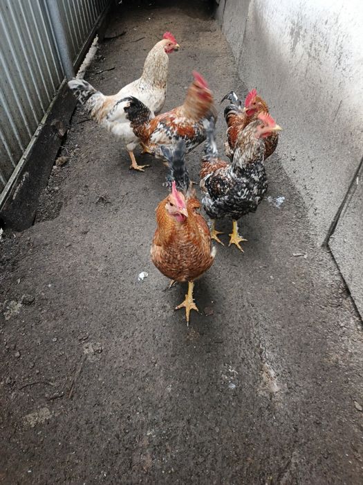 Петухи 7 месяцев