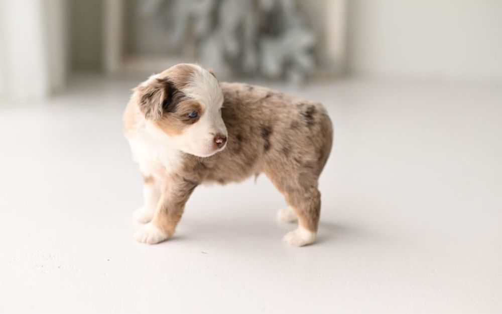 Rezerwacja/ Miniaturowy Owczarek Amerykański / piesek / red merle