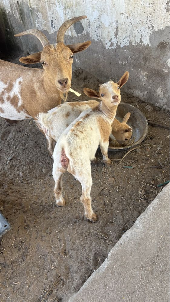 Cabras anãs mansas