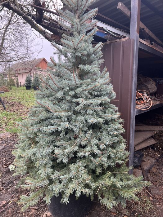 Ялинка блакитна в горщику (ялина голуба,) голубая ель, Кейбаб, з комом