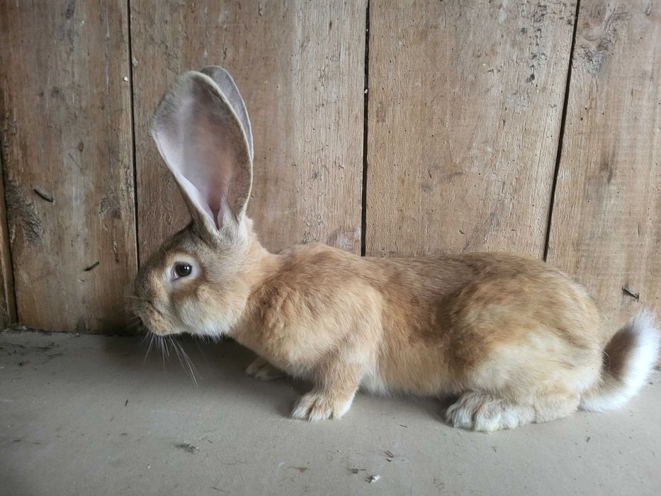 Królik Belgijski BOS