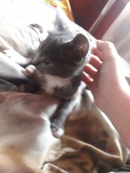 Віддам  котика в добрі руки