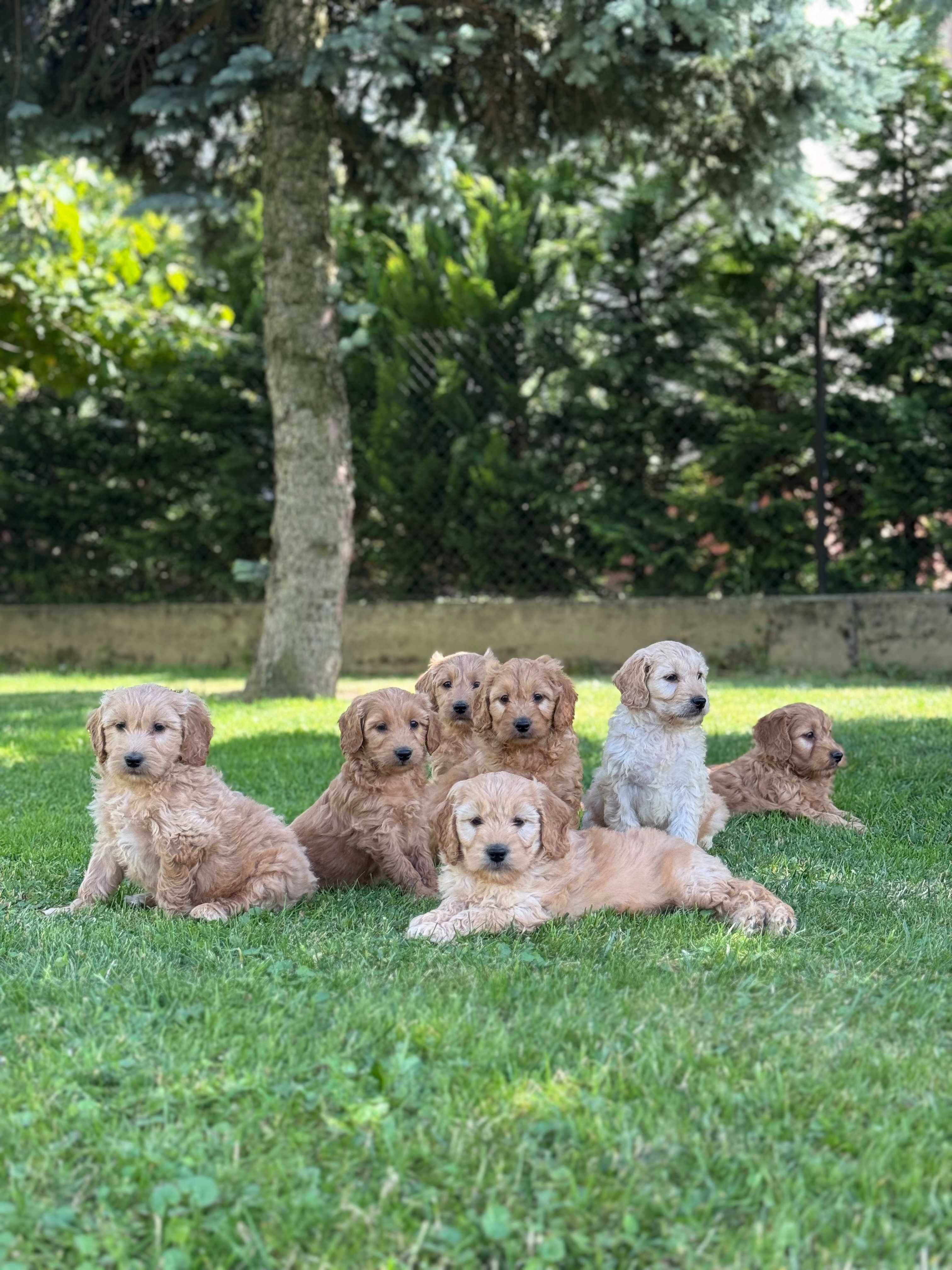 Goldendoodle mini Pudel & Golden retriever F1 Śliczna sunia  !!!