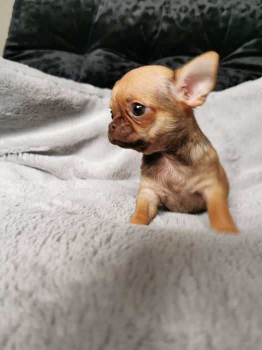 GOTOWA DO ODBIORU Lalunia Malunia dziewczynka chihuahua CUDO