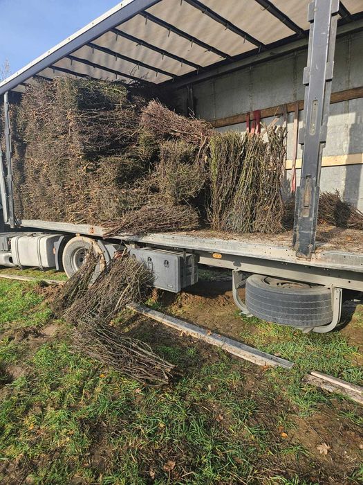 tężnia tarnina gałęzie