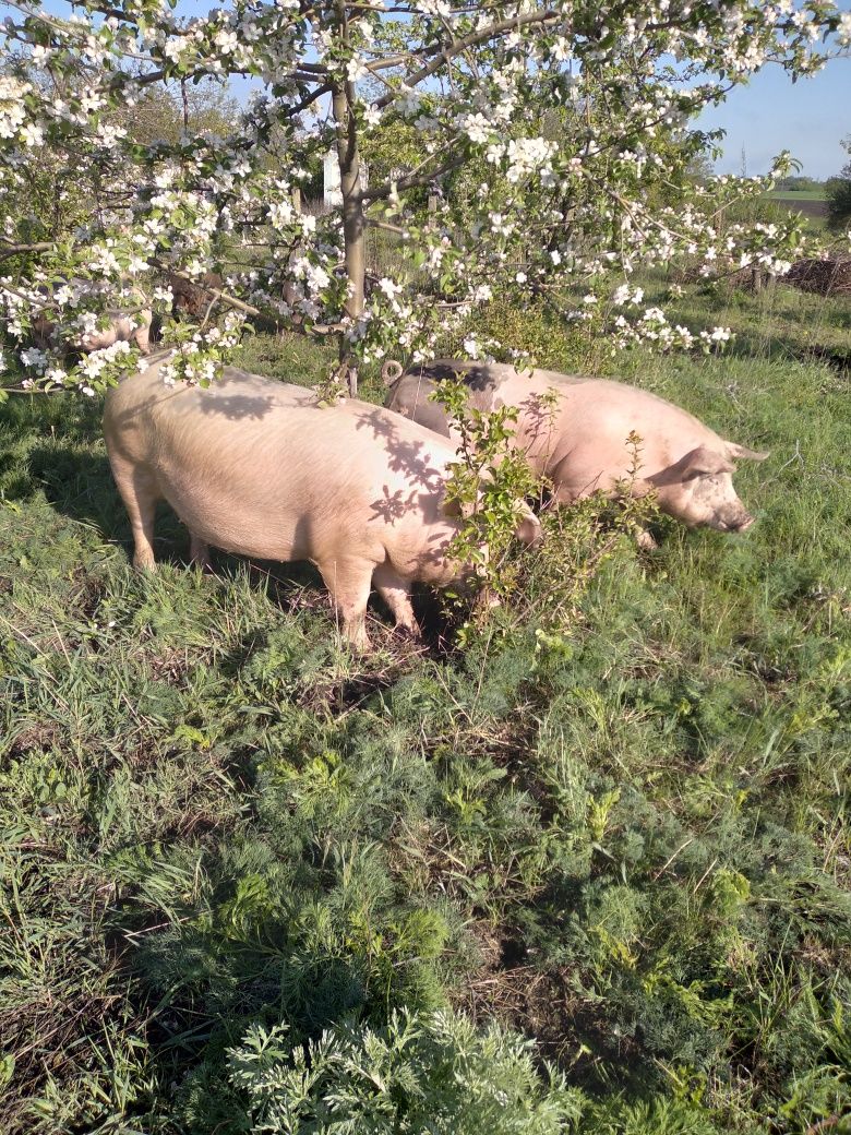 Продам свиноматки.Свині