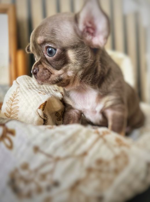 Chihuahua suczka choco tricolor *** Mocha***