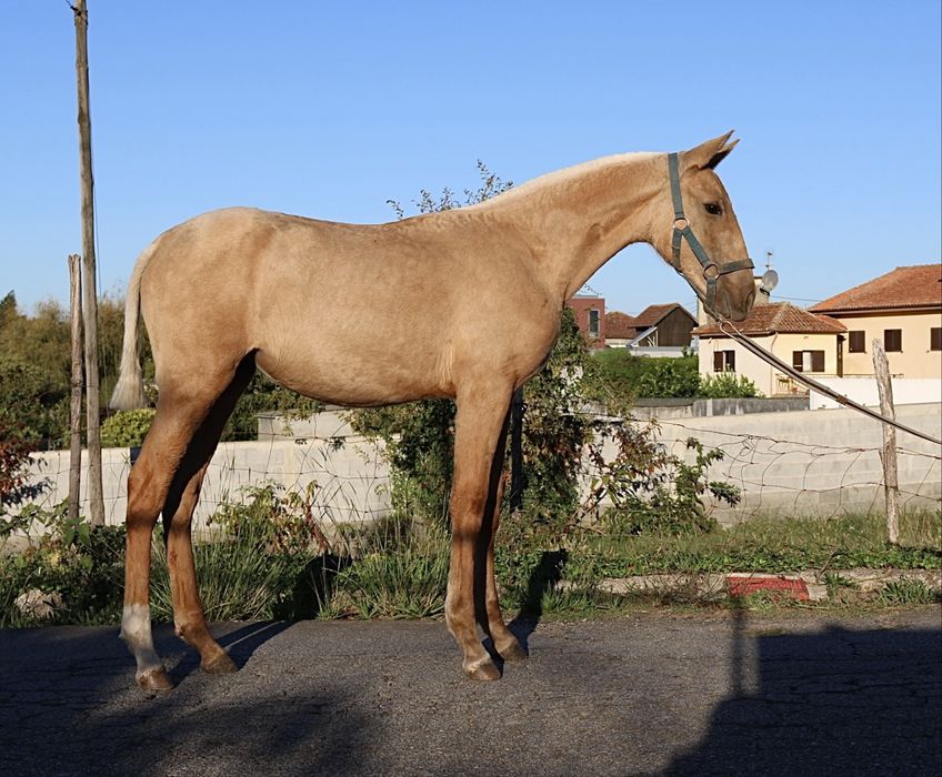 **poldra palomina lusitana 6 meses **