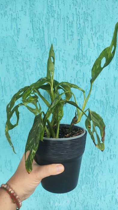 Монстера адансона індонезія марбл adansonii Indonesian Marb