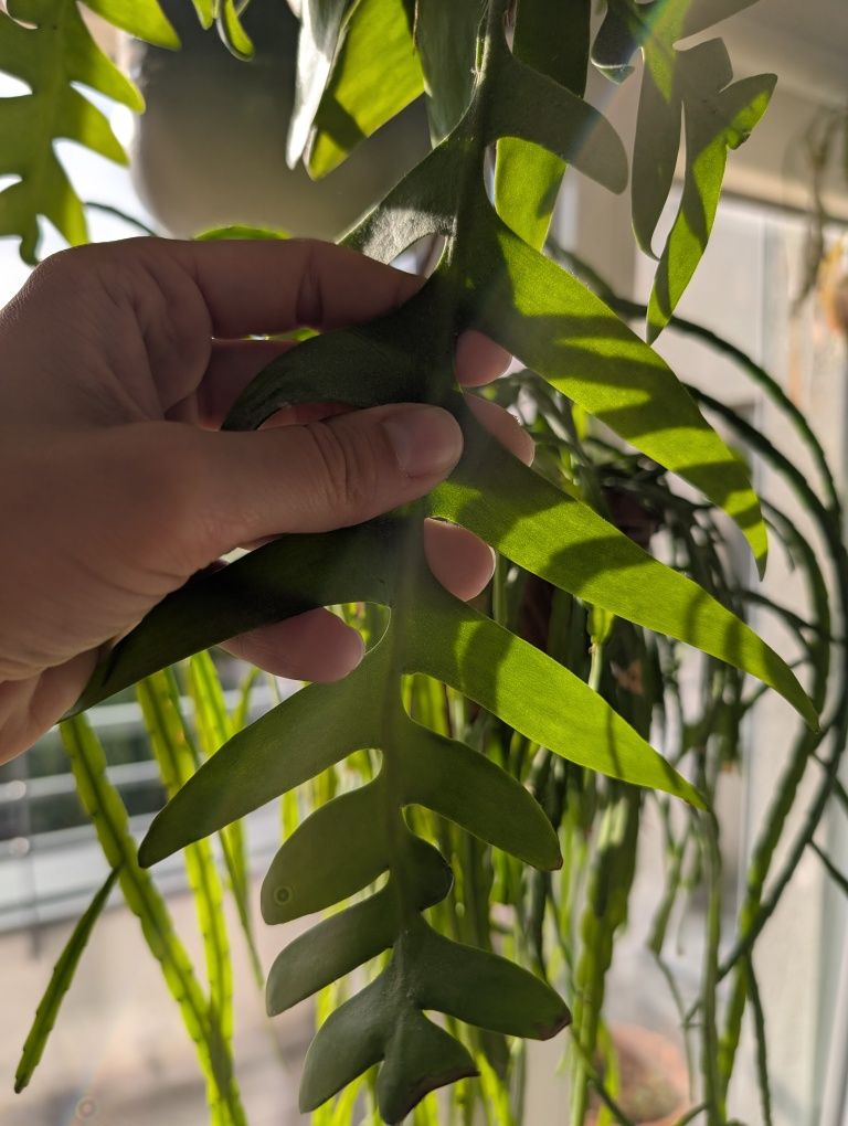 Epiphyllum chrysocardium