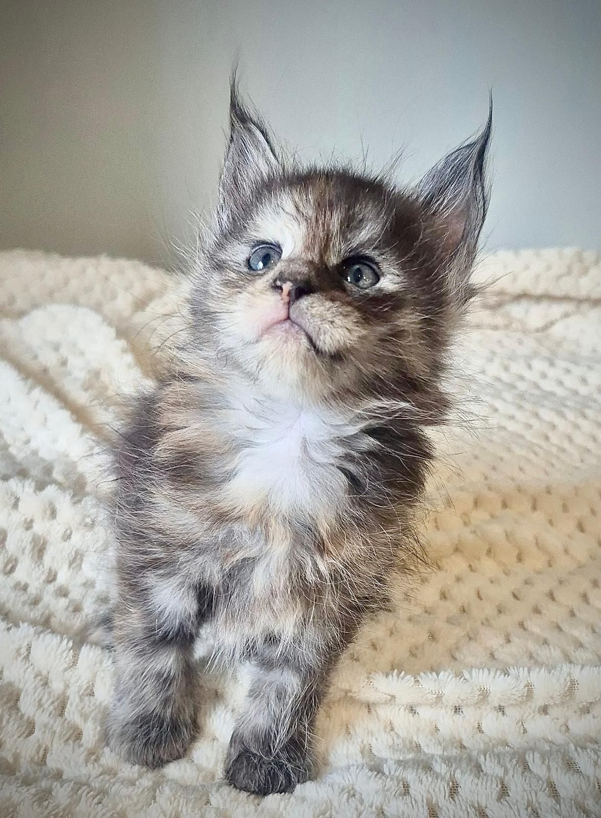 Cudowna kotka maine coon!!