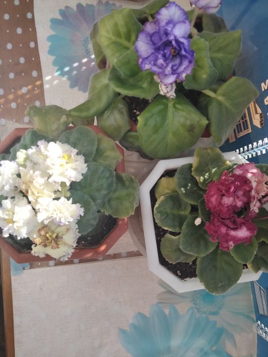 Продам взрослые сортовые фиалки и детки