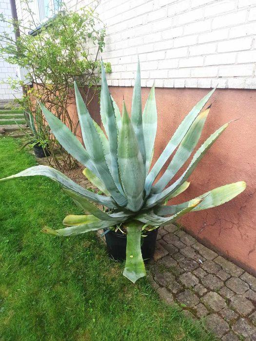 Piękna Agawa w donicy