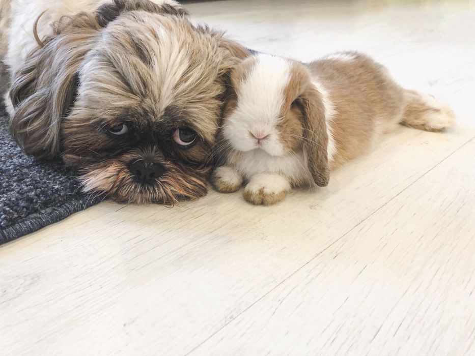 Angorka z Indonezji tzw królik yorczek mini lop